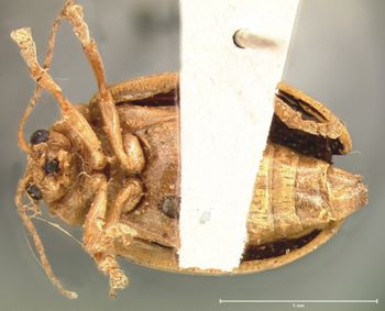 Media type: image; Entomology 17534   Aspect: habitus ventral view